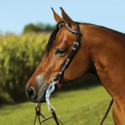 Raleigh Two Ear Headstall -Schneiders Shop 17927 alt c