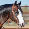 Billy Royal Rolled One Ear Headstall 1 Billy Royal Rolled One Ear Headstall -Schneiders Shop 21122