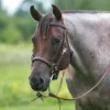 Billy Royal® Deluxe Trail Halter Bridle Combo 2 Billy Royal® Deluxe Trail Halter Bridle Combo -Schneiders Shop 25455