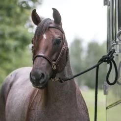 Billy Royal® Deluxe Trail Halter Bridle Combo -Schneiders Shop 25455 alt b