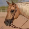 Billy Royal® Oiled Hermann Oak Leather Rolled One Ear Headstall