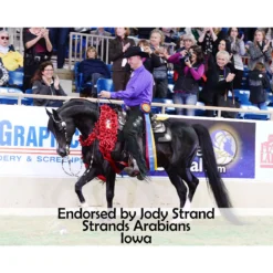 Victor Supreme Gene LaCroix Training Split Reins With Snaps And Stops -Schneiders Shop 25501 prof b overlay