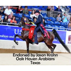 Victor Supreme Training Split Reins For Horses With Scissor Snaps -Schneiders Shop 25502 prof h overlay