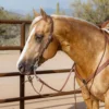 Billy Royal® Oiled Hermann Oak Split Ear Headstall With Horseshoe Brand Buckle 2 Billy Royal® Oiled Hermann Oak Split Ear Headstall With Horseshoe Brand Buckle -Schneiders Shop 25710