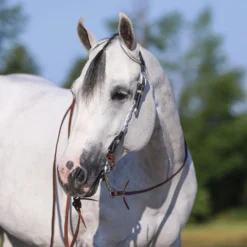 Billy Royal Flat Ferrule Two Ear Headstall -Schneiders Shop 30564 alt b
