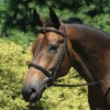 Premier® Premier Raised Padded Bridle 1 Premier® Premier Raised Padded Bridle -Schneiders Shop 30901