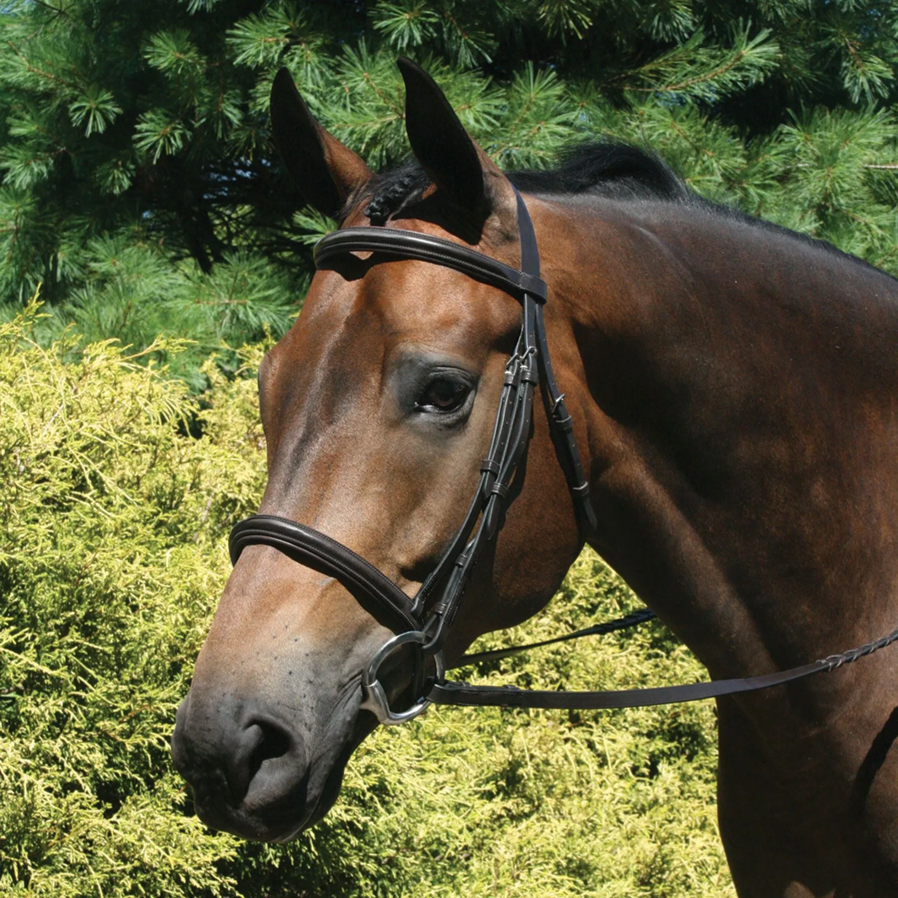 Premier® Premier Raised Padded Bridle 3 Premier® Premier Raised Padded Bridle