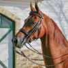 Pinnacle English Show Bridle For Horses -Schneiders Shop 30931
