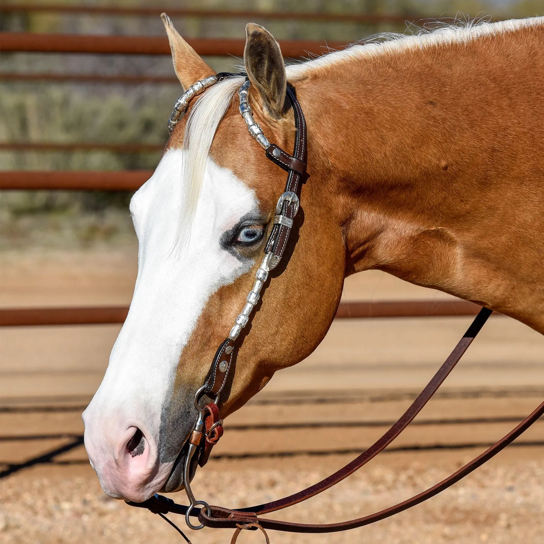 Raleigh Show Headstall 3 Raleigh Show Headstall