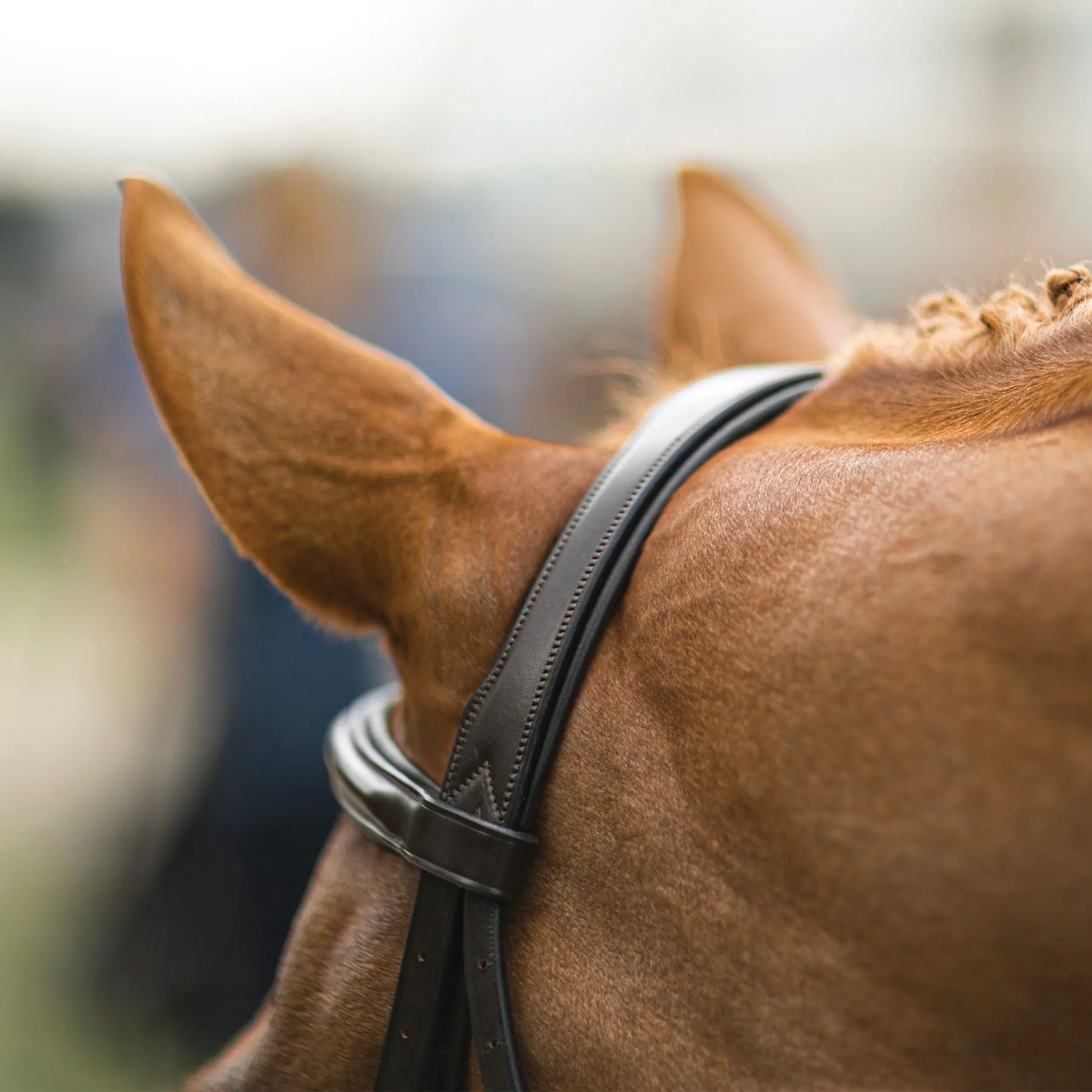 Joseph Sterling® Pro Series Hunter Classic Bridle W/XL Reins (64") 13 Joseph Sterling® Pro Series Hunter Classic Bridle W/XL Reins (64") - Image 11