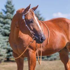 Billy Royal Crystal With Oval Scroll Two Ear Headstall -Schneiders Shop 34207 alt b