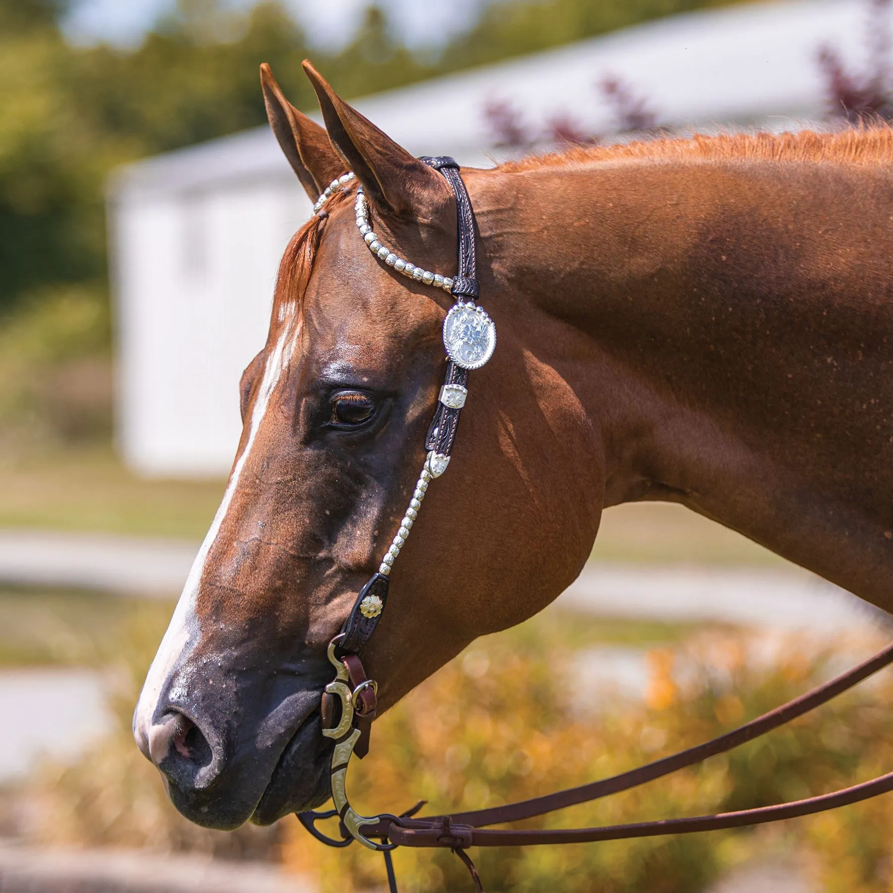 Billy Royal Bainbridge Classic Two Ear Headstall 3 Billy Royal Bainbridge Classic Two Ear Headstall