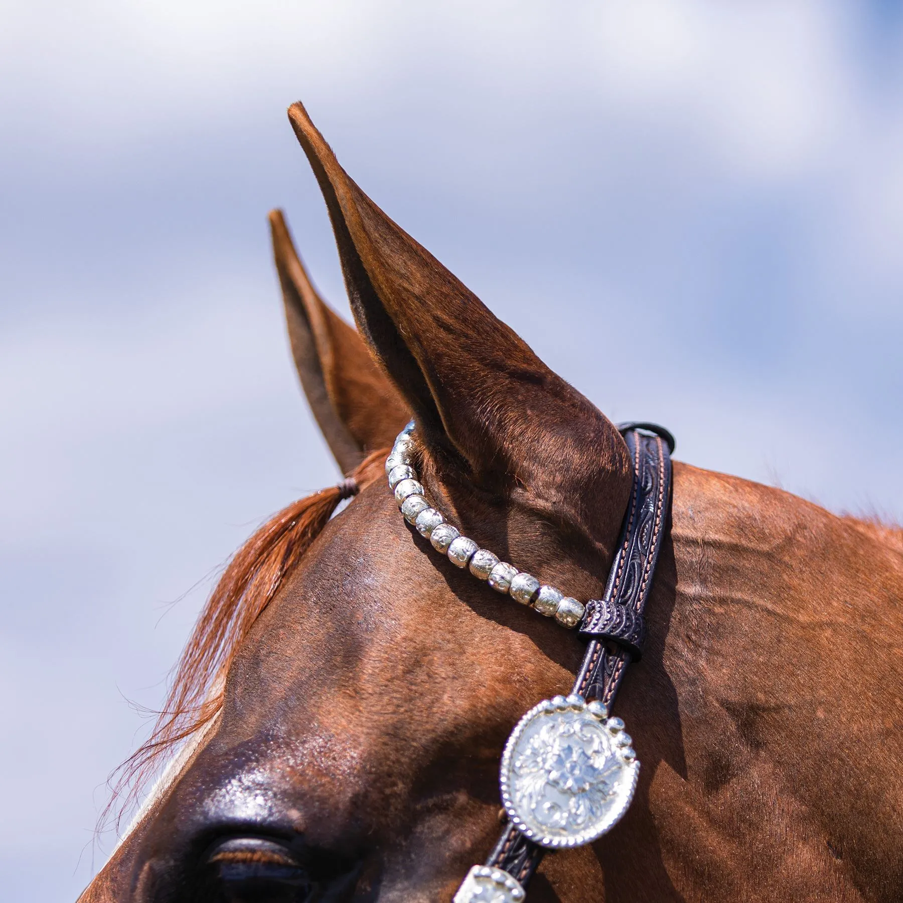 Billy Royal Bainbridge Classic Two Ear Headstall 5 Billy Royal Bainbridge Classic Two Ear Headstall - Image 3