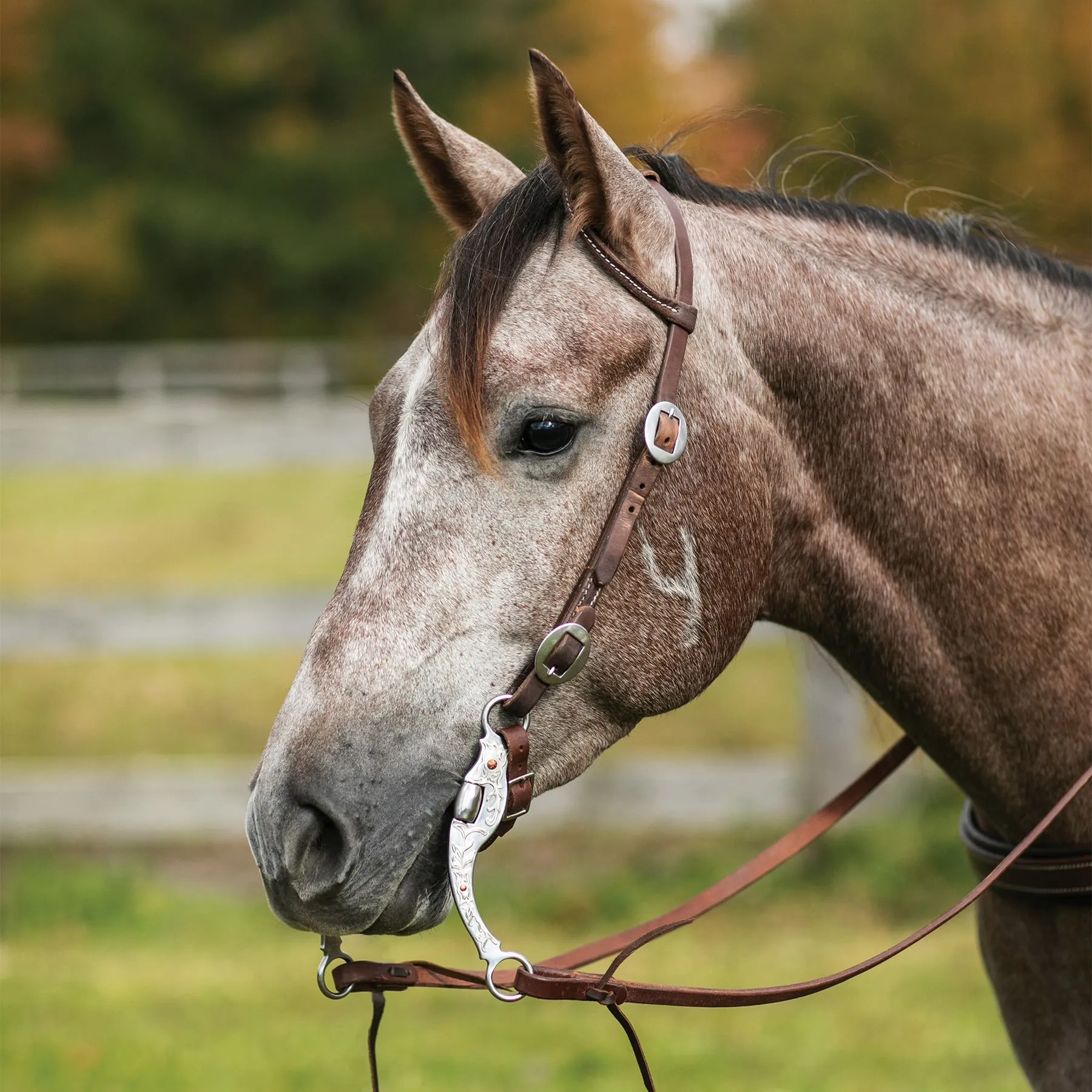 Billy Royal® Oiled Hermann Oak One Ear Buckle End Headstall 3 Billy Royal® Oiled Hermann Oak One Ear Buckle End Headstall