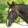 Joseph Sterling® Comfort Plus® Dressage Bridle