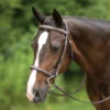 Pinnacle Comfort Plus® Hunter Bridle -Schneiders Shop 40919