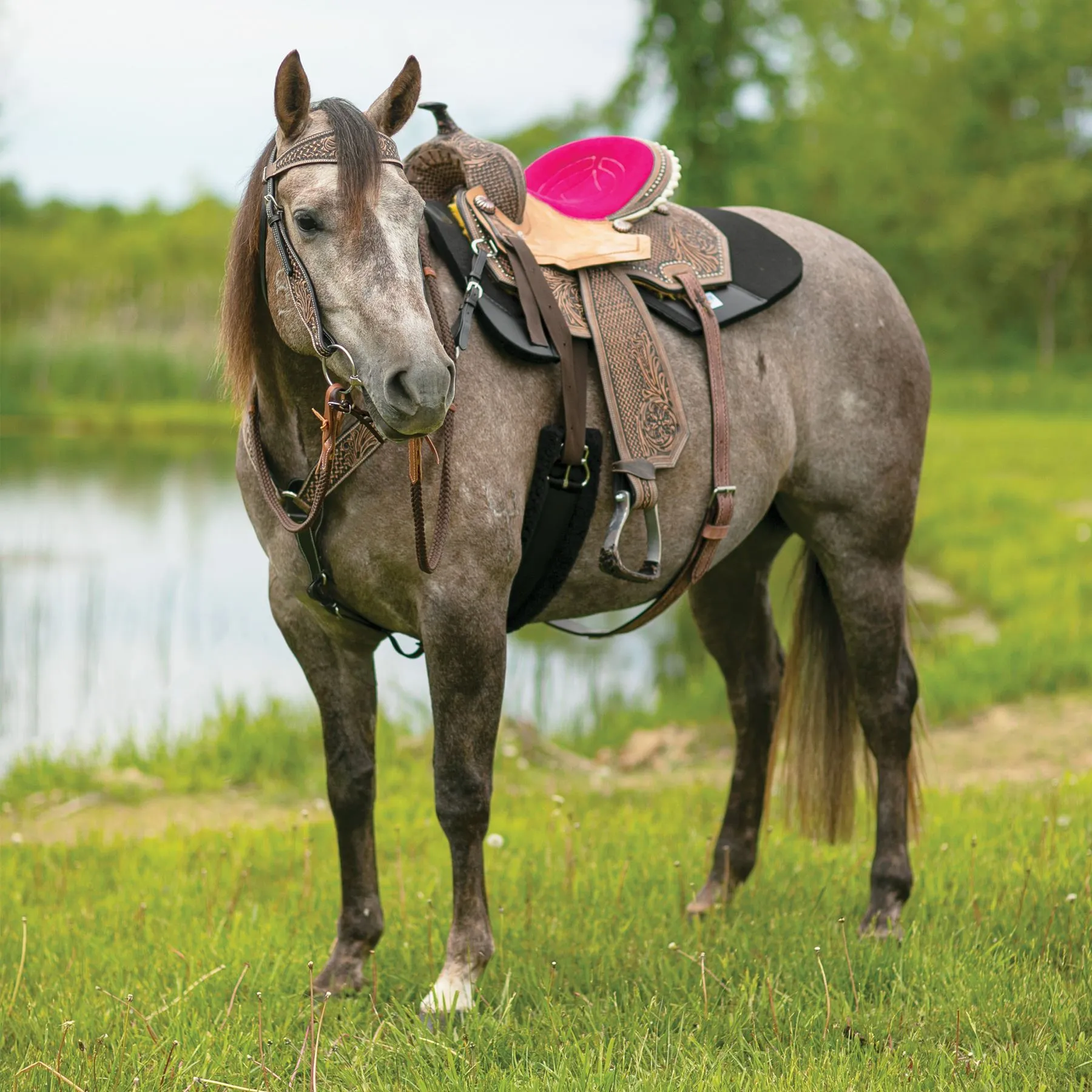 Double S Reno Browband Headstall 9 Double S Reno Browband Headstall - Image 7