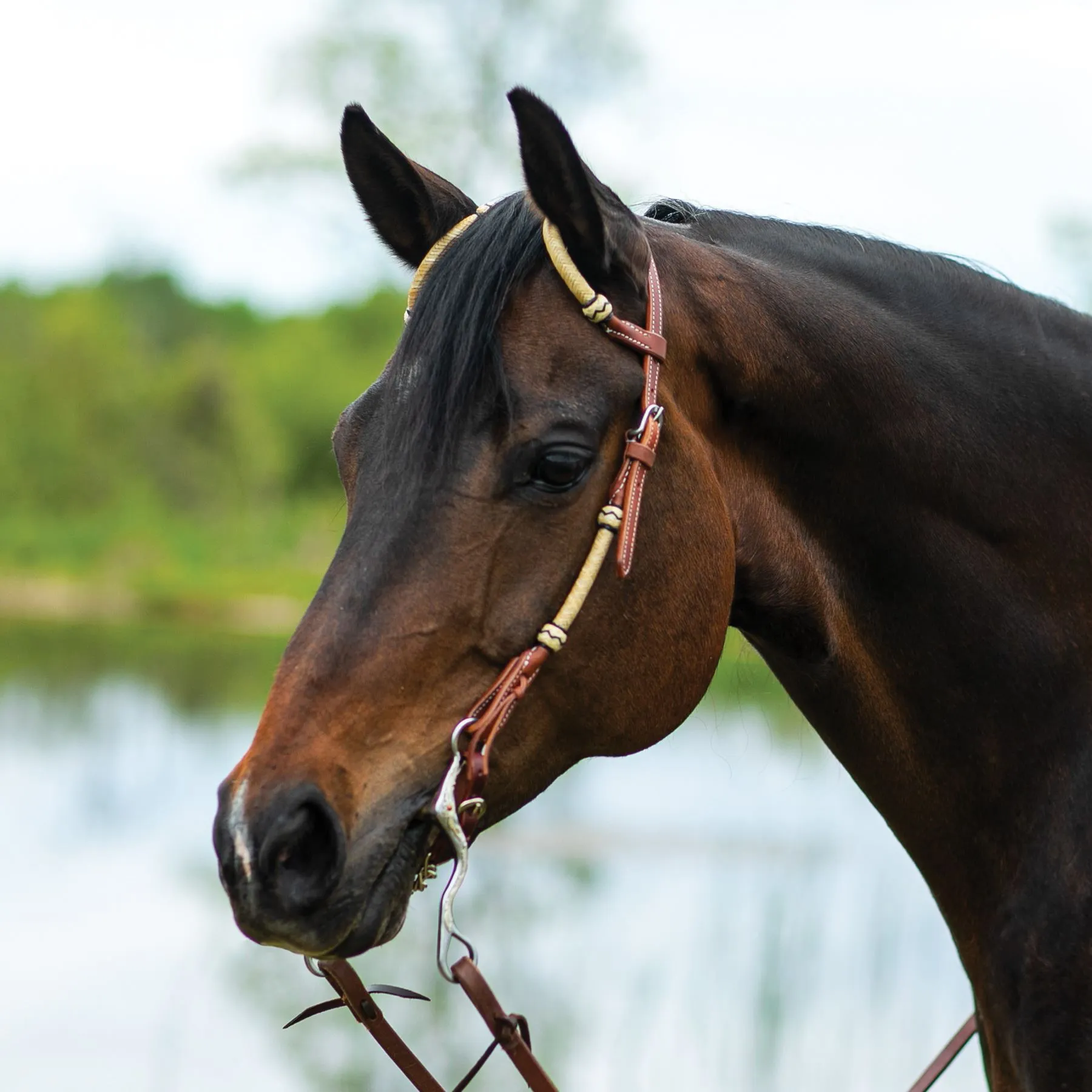 Double S Harness Leather Two Ear Headstall With Rawhide 3 Double S Harness Leather Two Ear Headstall With Rawhide