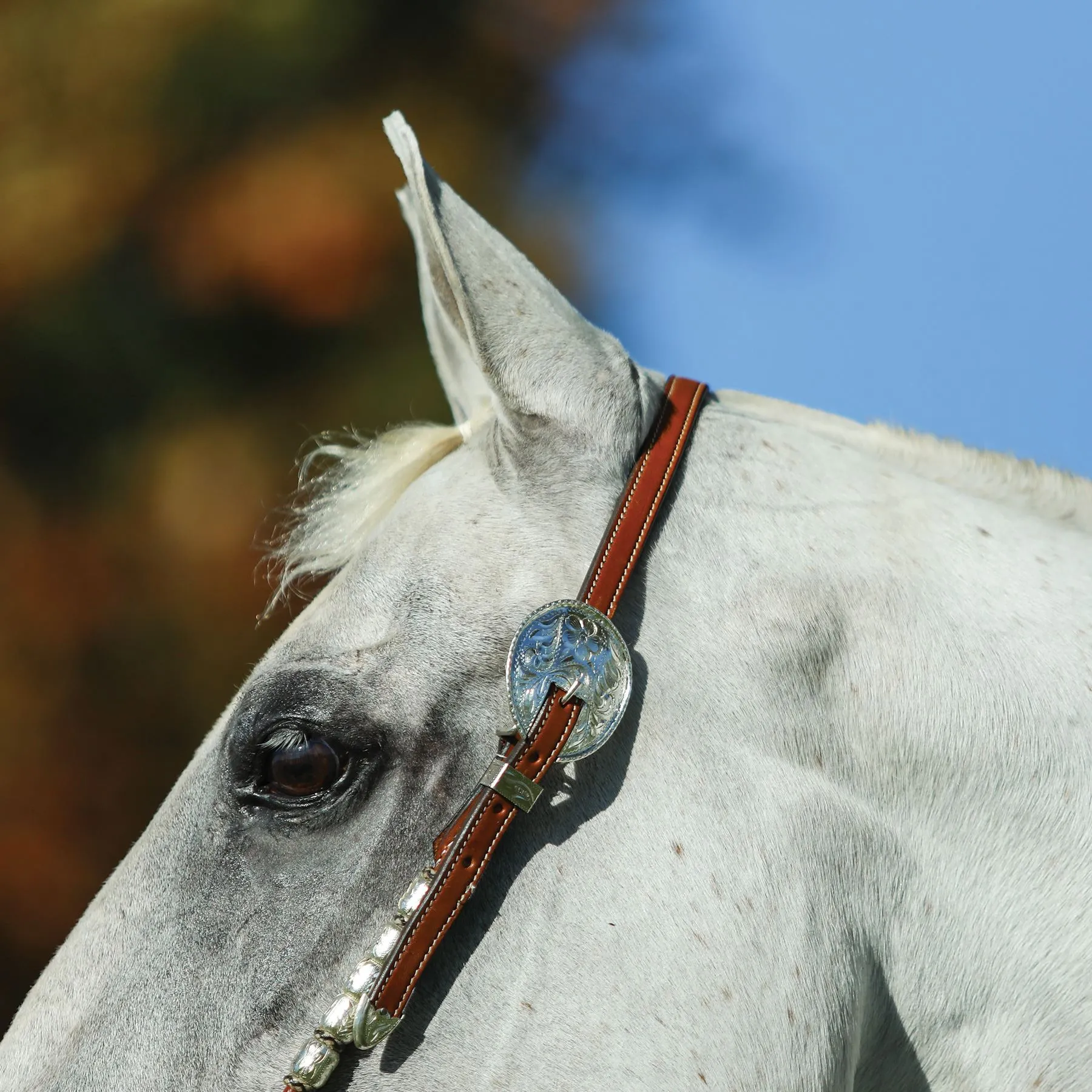 Raleigh Rawhide And Silver One Ear Headstall 7 Raleigh Rawhide And Silver One Ear Headstall - Image 5