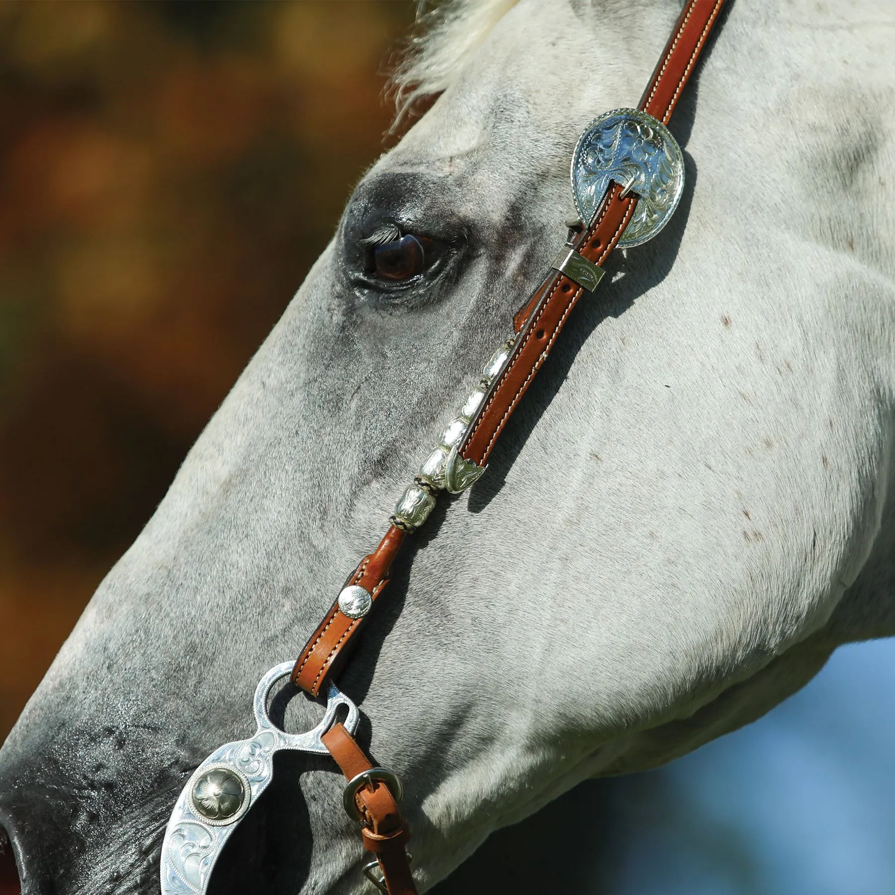 Raleigh Rawhide And Silver One Ear Headstall 8 Raleigh Rawhide And Silver One Ear Headstall - Image 6