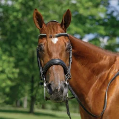 Schneiders® Ergonomic Monocrown Dressage Double Bridle With Crank Noseband -Schneiders Shop 45372 alt e